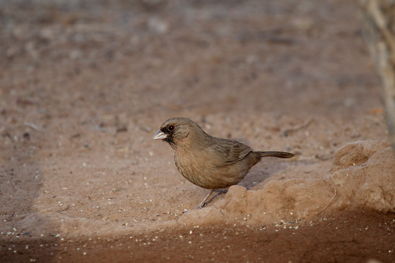 image Abert's Towhee
